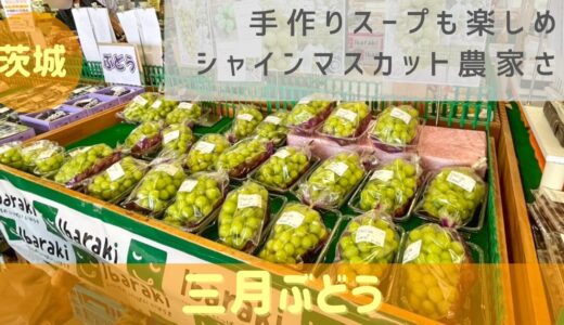 茨城 守谷やつくばみらい周辺で不定期に楽しめる手作りスープや料理が美味しいシャインマスカット農家さん【三月ぶどう】